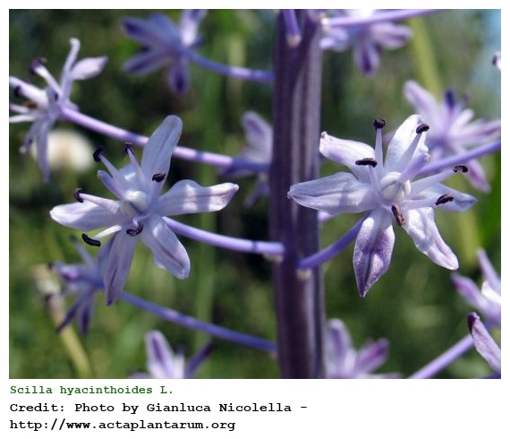 Scilla hyacinthoides L.